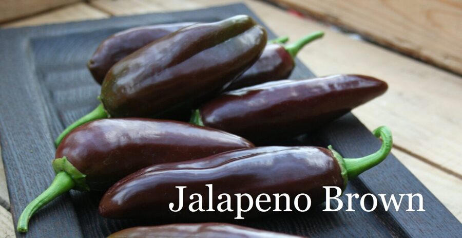Jalapeno Brown (6*) (asā pipara stāds podiņā)
