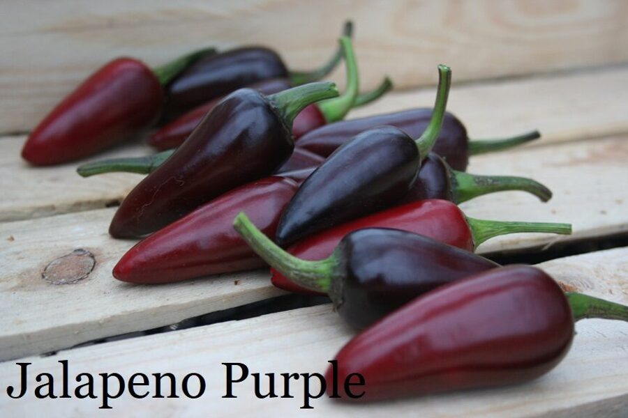 Jalapeno Purple (6*) (asā pipara stāds podiņā)