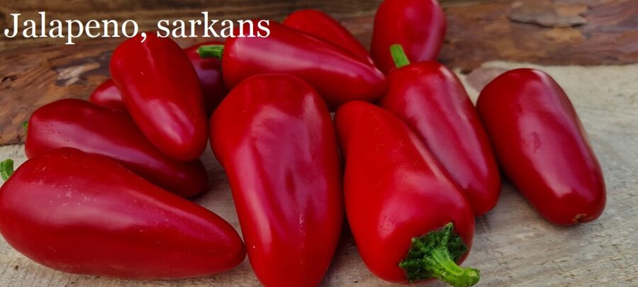 Jalapeno Red (6*) (asā pipara stāds podiņā)