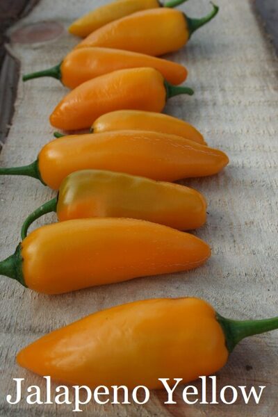 Jalapeno Yellow (6*) (asā pipara stāds podiņā)