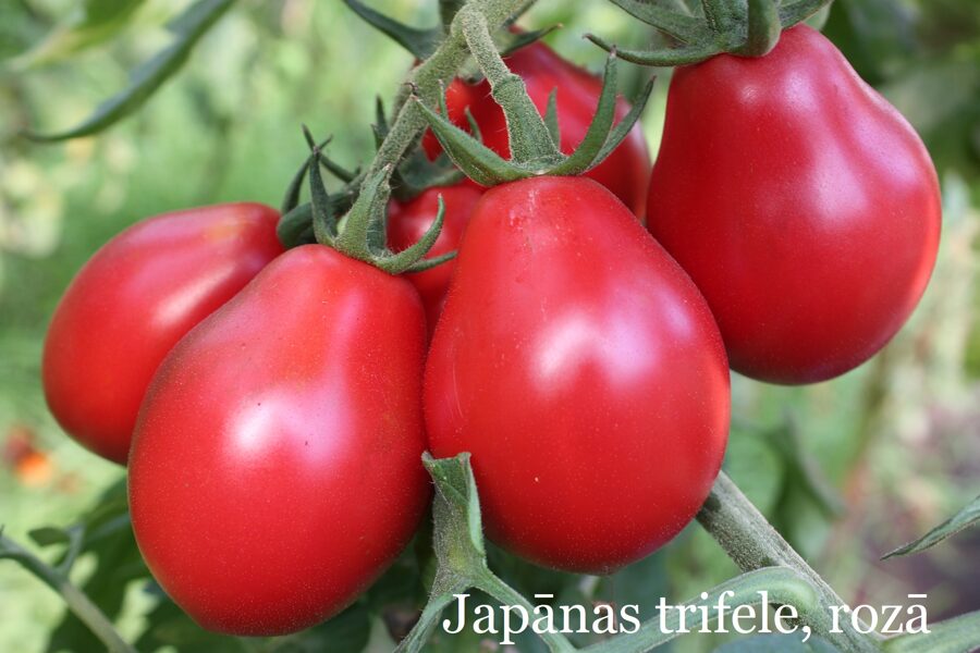 Japānas trifele, rozā (tomāta stāds no kastes)