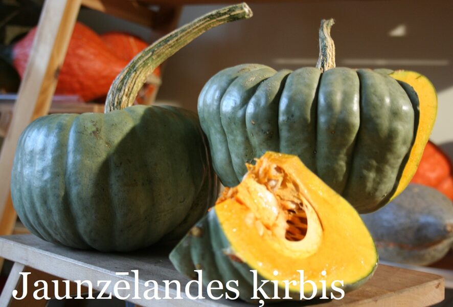 Janzēlandes ķirbis (ķirbju sēklas)