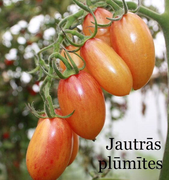 Jautrās plūmītes (tomātus sēklas)