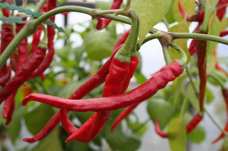 Kajenas, sarkans (5*) (asā pipara stāds podiņā)