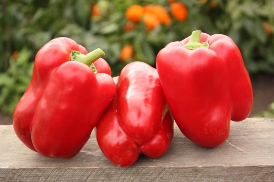 Kalifornijas brīnums sarkanais (paprikas stāds podiņā)