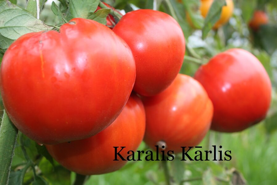 Karalis Kārlis (tomāta stāds no kastes)