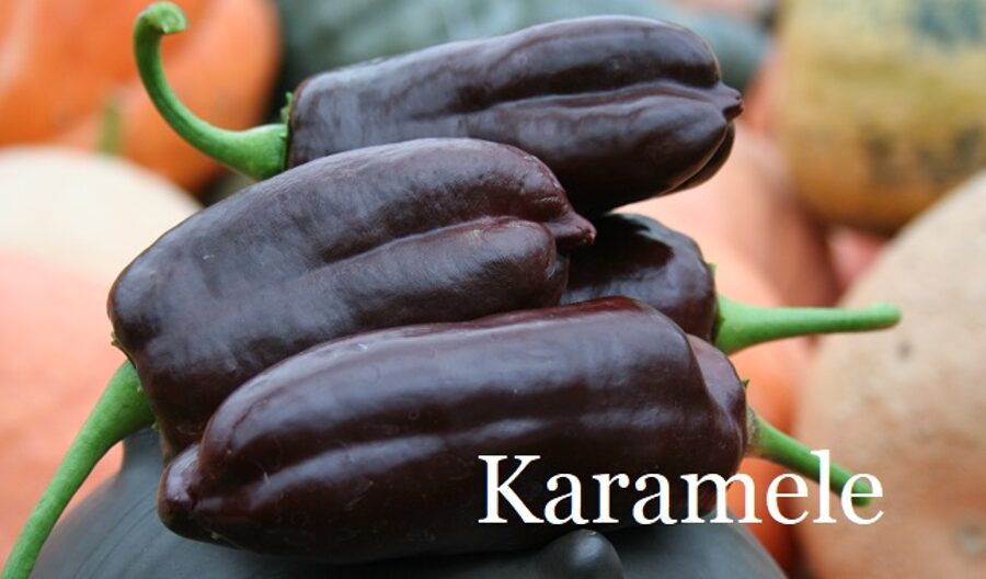 Karamele (paprikas sēklas)