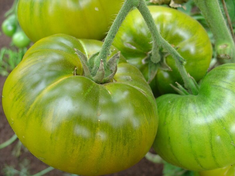 Kivi tomāts (tomāta stāds podiņā)