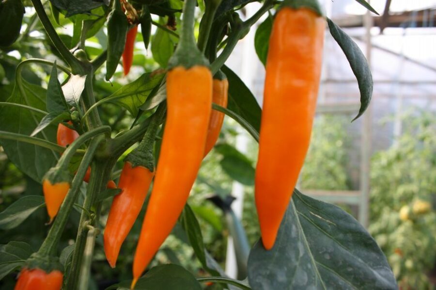 Kodīgiem burkāniņi (8*) (asā pipara stāds podiņā)