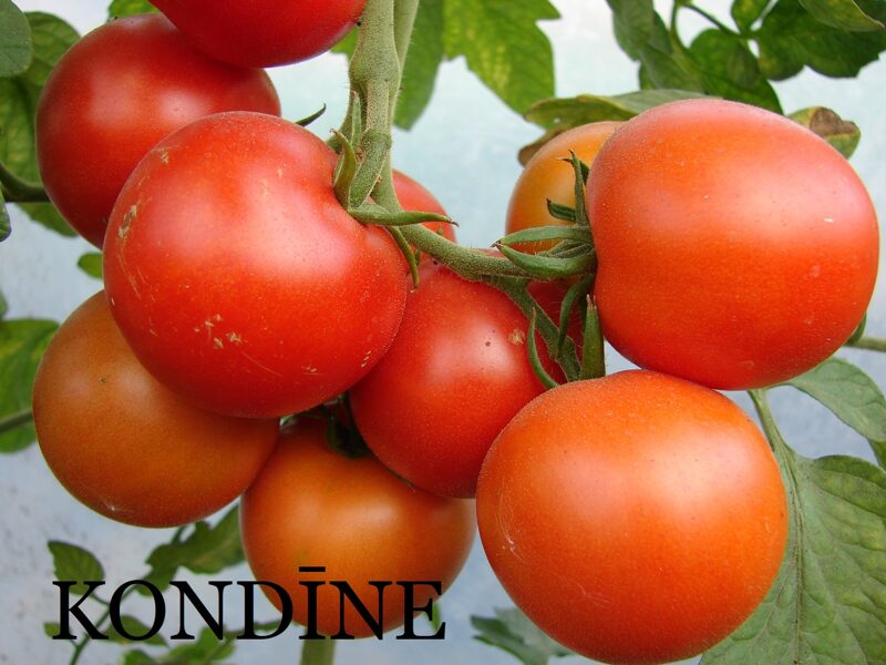 Neslinko Kondīne (tomātu sēklas)