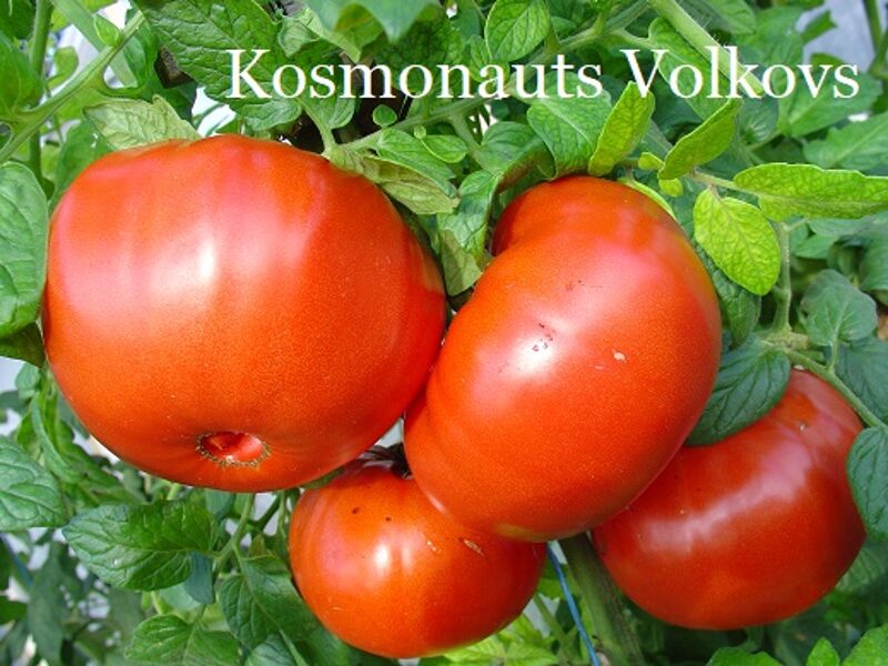 Kosmonauts Volkovs (tomātu sēklas)