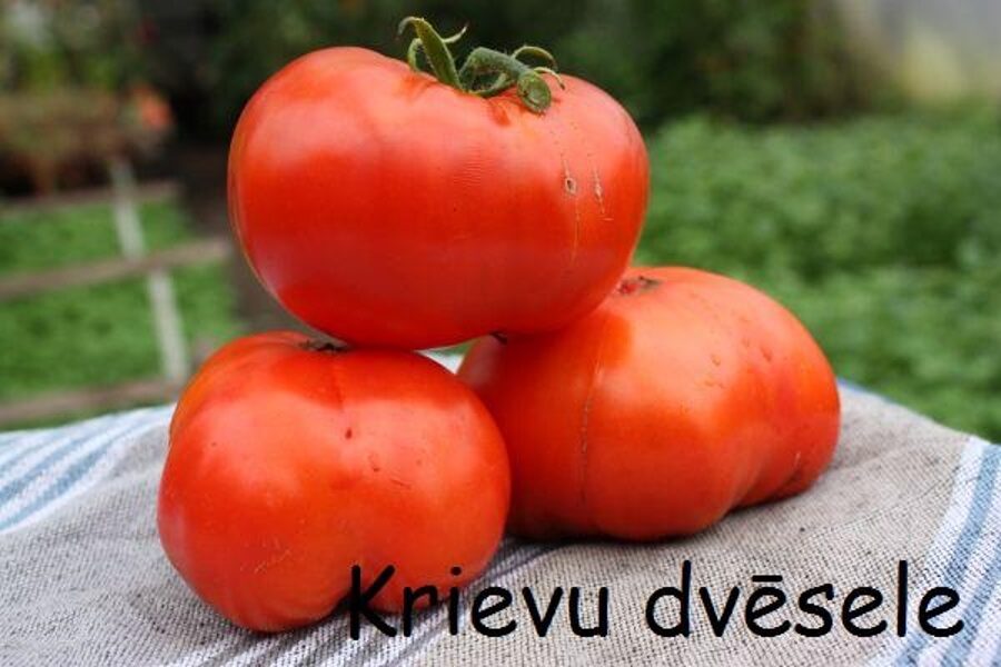 Krievu dvēsele (tomātu sēklas)