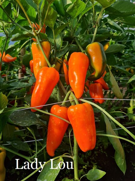Lady Lou (paprikas sēklas)