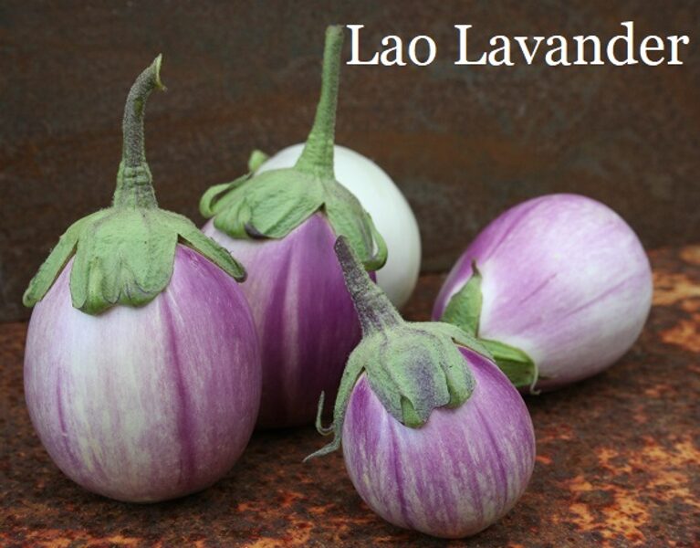 Lao Lavander (baklažāna stāds)