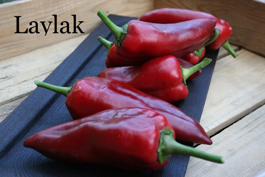 Laylak (stāds podiņā)