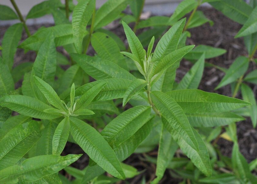 Citronlipija jeb Citronverbena