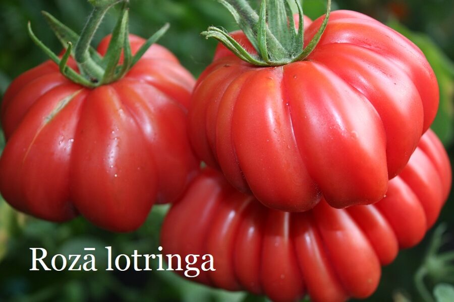 Rozā Lotringa (tomātu sēklas)