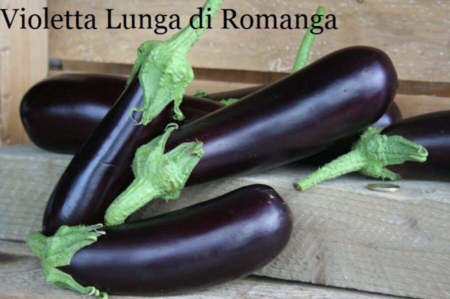 Violetta Lunga di Romanga  (baklažānu sēklas)