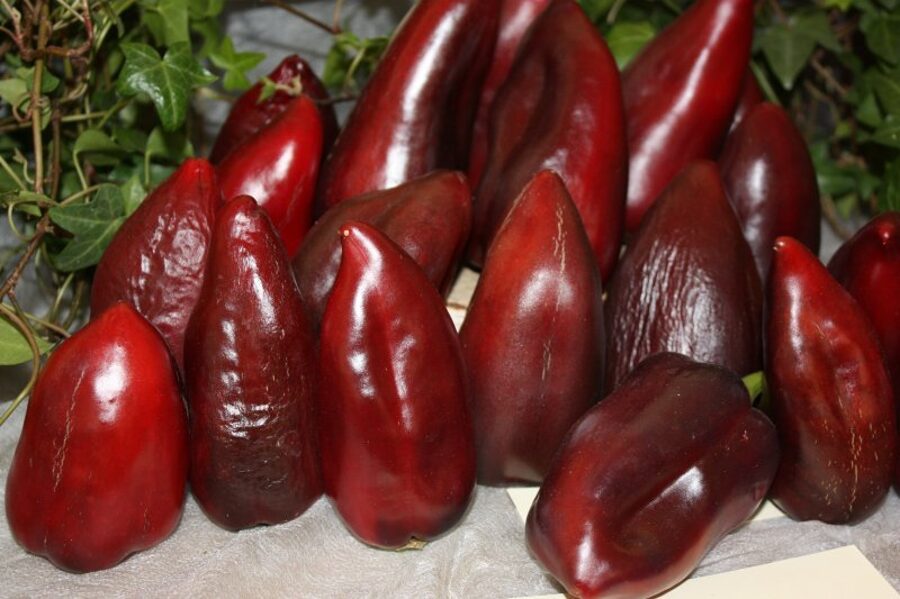Mačo (paprikas stāds podiņā)