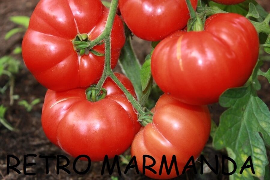 Retro Marmanda (tomātu sēklas)