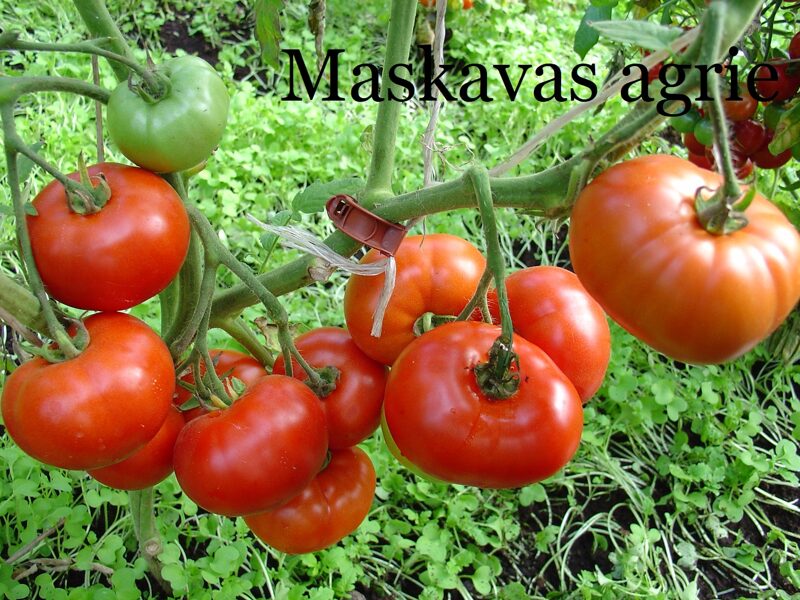 Maskavas agrie (tomātu sēklas)