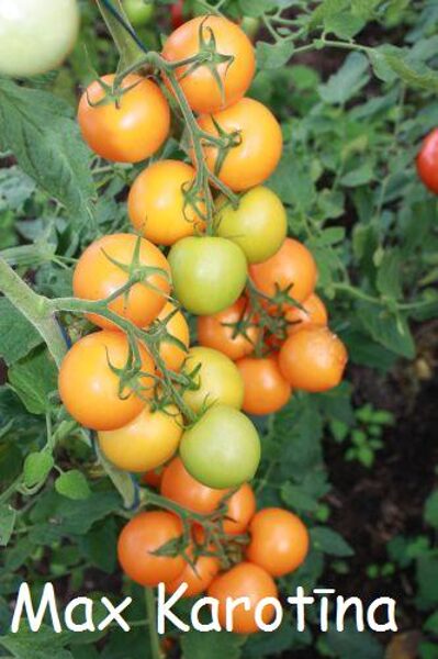 Max Karotīna (tomātu sēklas)