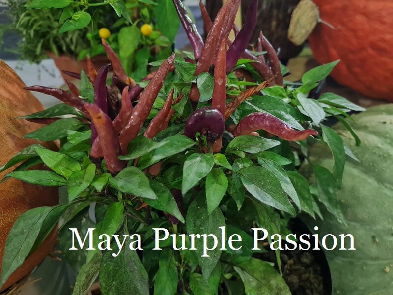 Maya Purple Passion (4*) (aso piparu sēklas)