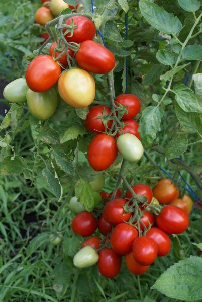 Mazā lēdija (tomātus sēklas)