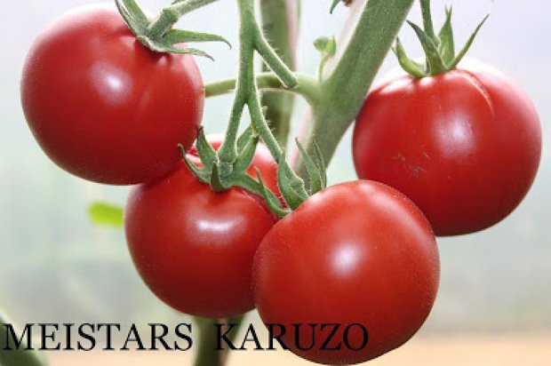 Meistars Karuzo (tomātu sēklas)