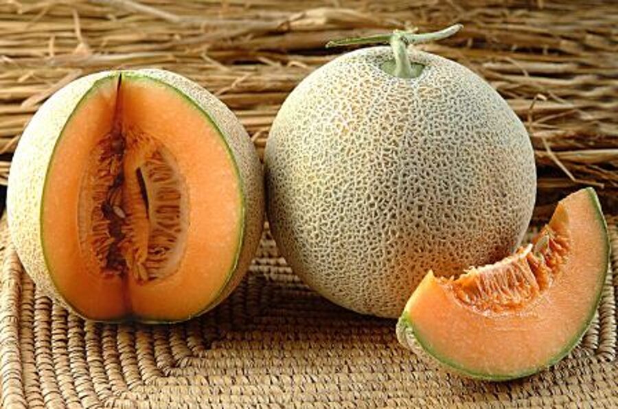 Melone ''Medus'