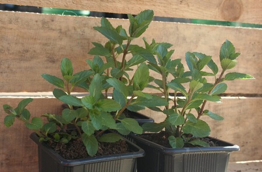 Šveices mētra (3000) (stāds podiņā)