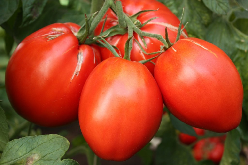 Milda (tomātu stāds podiņā)