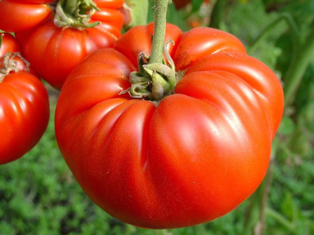 Minājevas gigants (tomātu stāds podiņā)