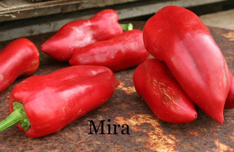 Mira (paprikas stāds podiņā)