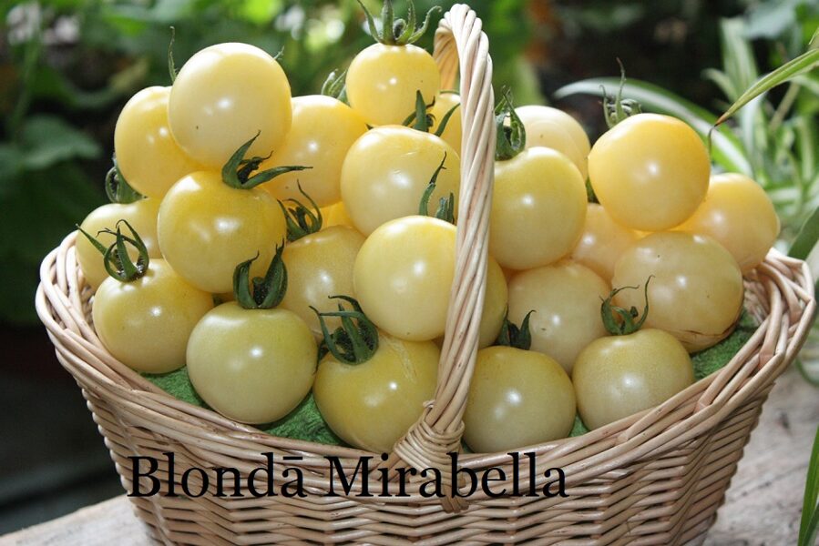 Blondā Mirabella (tomāta stāds no kastes) 