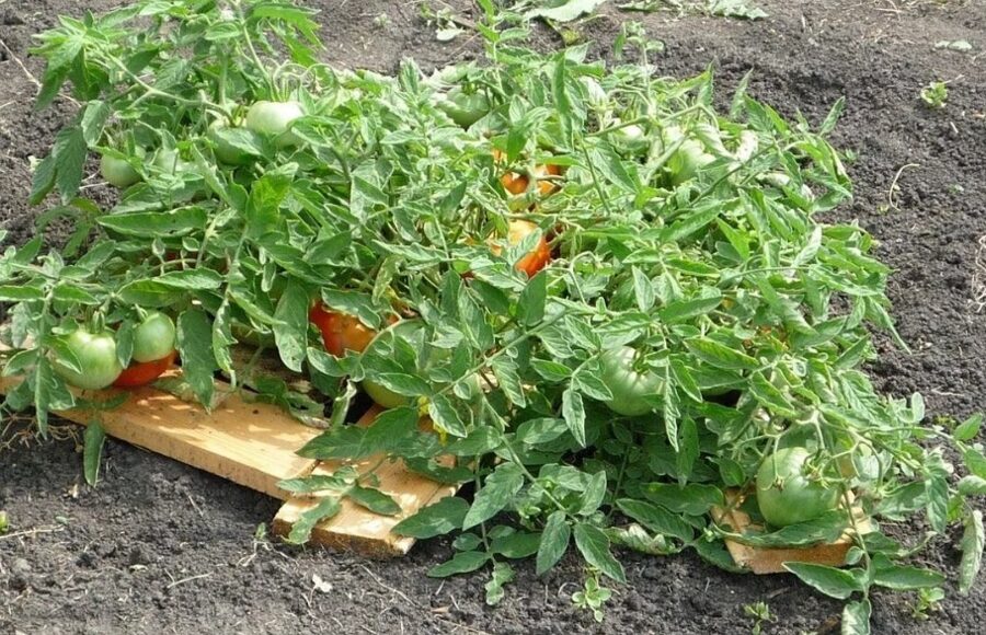 Mongolijas punduris (tomāta stāds podiņā)