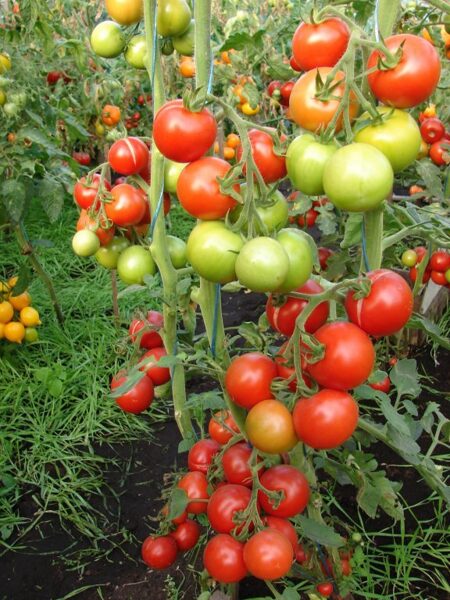 Naudas taisītājs (Money Maker) (tomāta stāds no kastes)