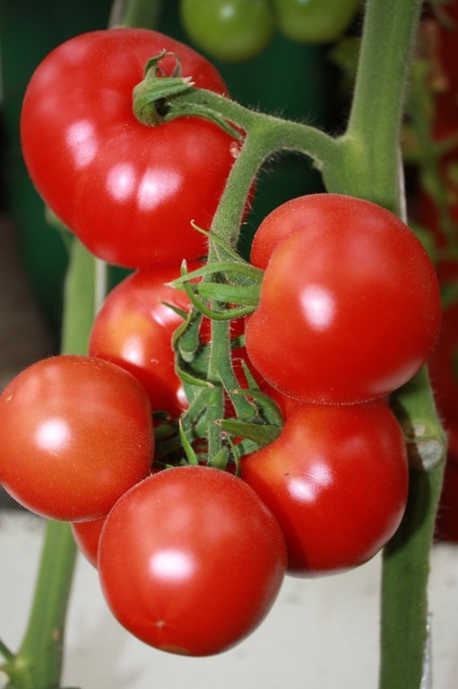 Neslinko Kondīne (tomātu sēklas)