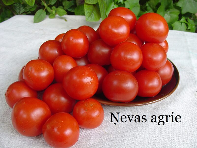 Ņevas agrie (tomātu sēklas)