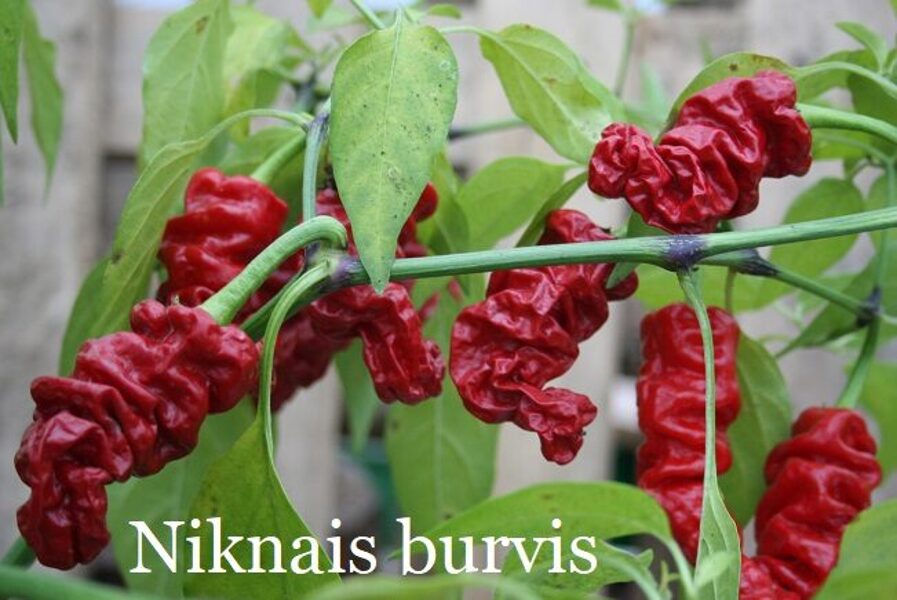 Niknais burvis (8*) (asā pipara stāds podiņā)