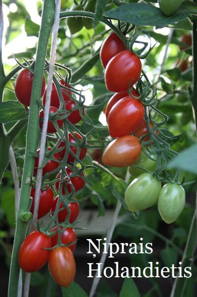 Ņiprais Holandietis (tomāta stāds no kastes)