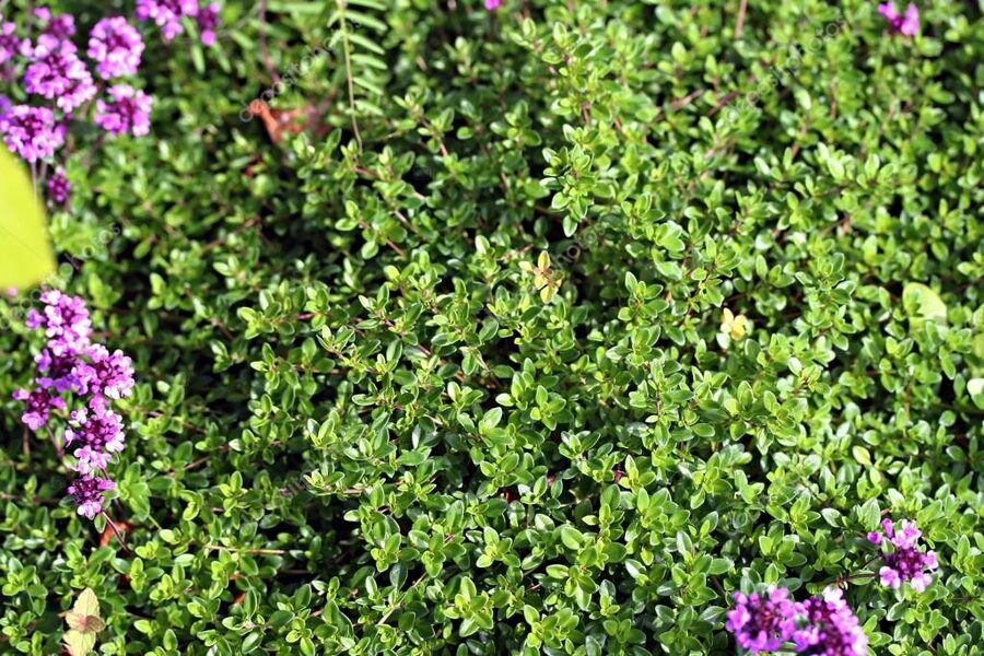 Nokarenais timiāns jeb vilnainais mārsils (stāds podiņā)