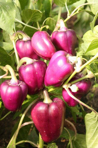 Oda Viola (paprikas stāds podiņā)