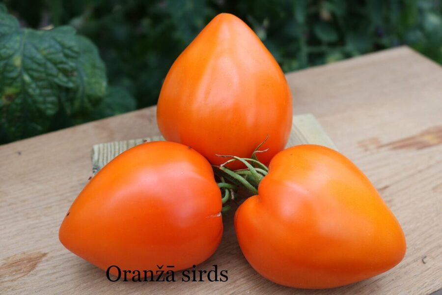 Oranžā vērša sirds (tomāta stāds podiņā)