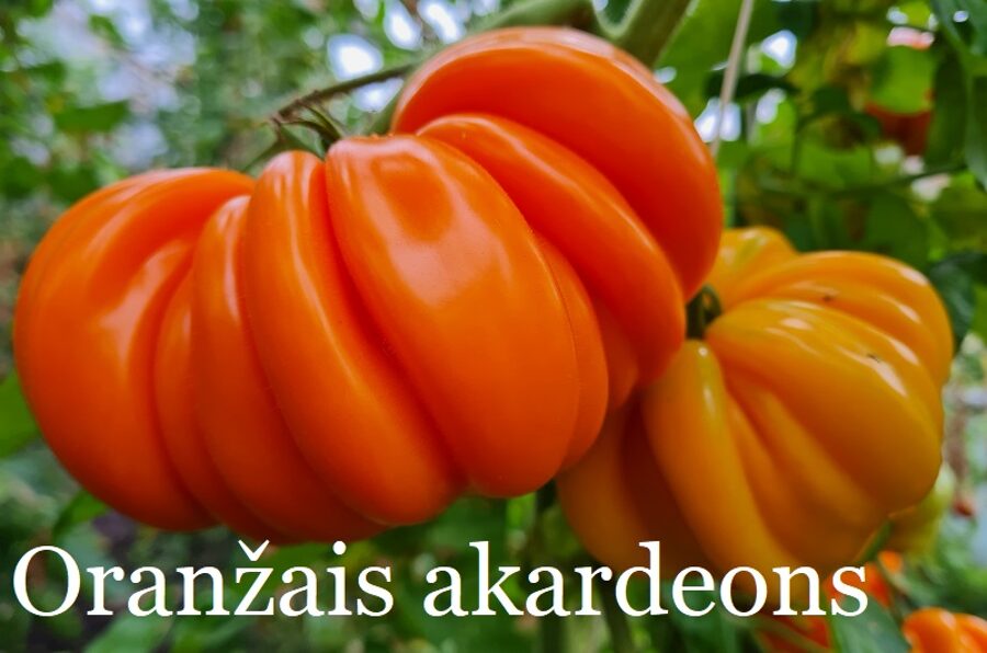 Oranžais akordeons (tomātu sēklas)