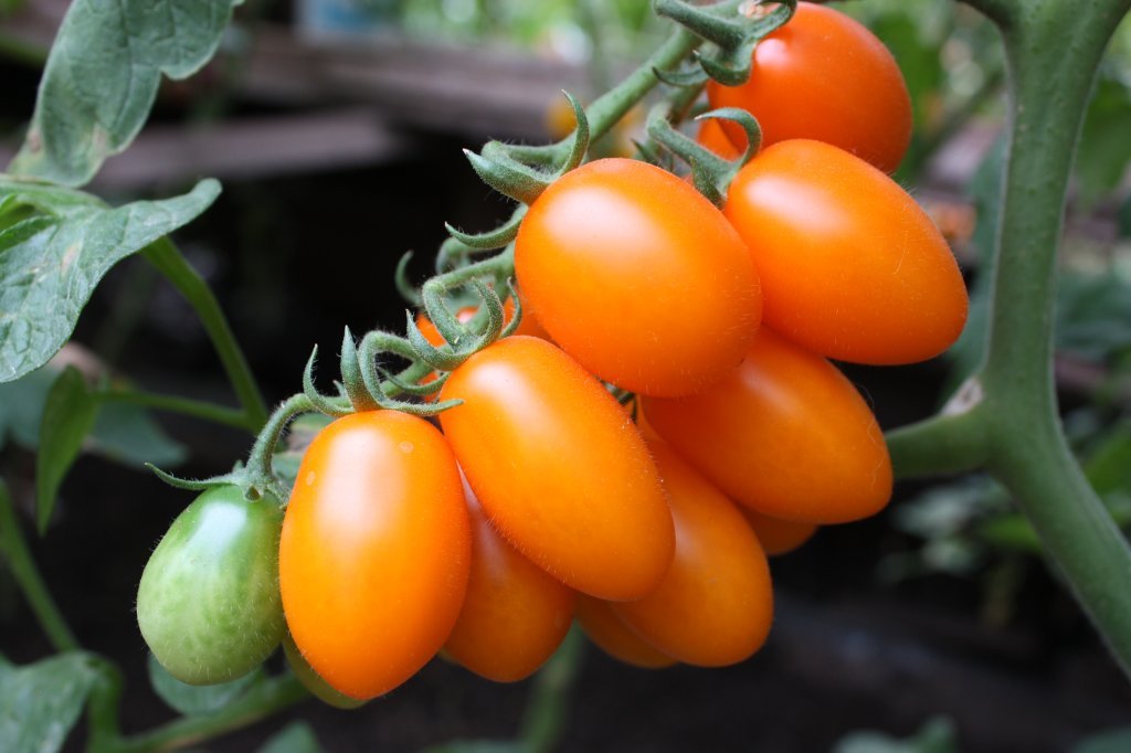 Oranžās oliņas (tomātu sēklas)
