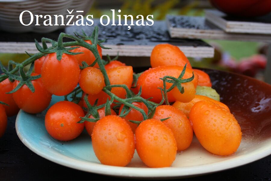 Oranžās oliņas (tomāta stāds no kastes)