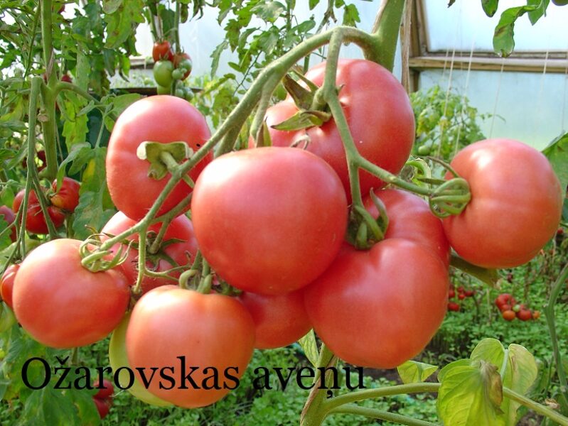 Ožarovskas aveņu (tomātu sēklas)