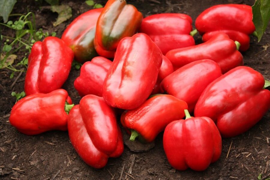 Ožarovskas lielaugļu (paprikas stāds podiņā)