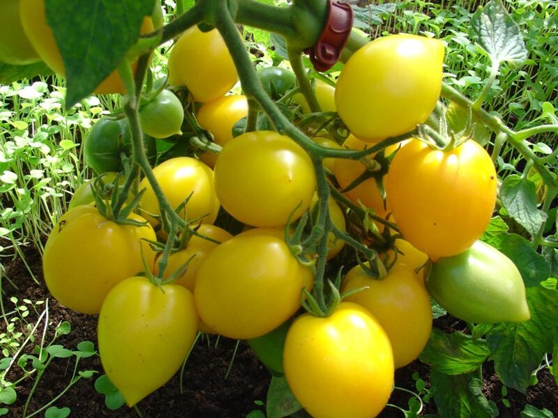 Pasaules brīnums (tomāta stāds no kastes)